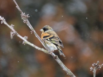 Brambling 平筒沼(宮城県登米市) Thu, 1/25/2024