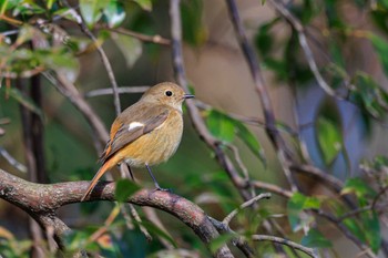 ジョウビタキ 金ヶ崎公園(明石市) 2024年1月7日(日)