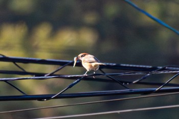 Bull-headed Shrike 島田川河口(山口県) Mon, 1/29/2024