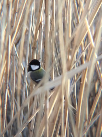 2024年1月30日(火) 三橋総合公園の野鳥観察記録