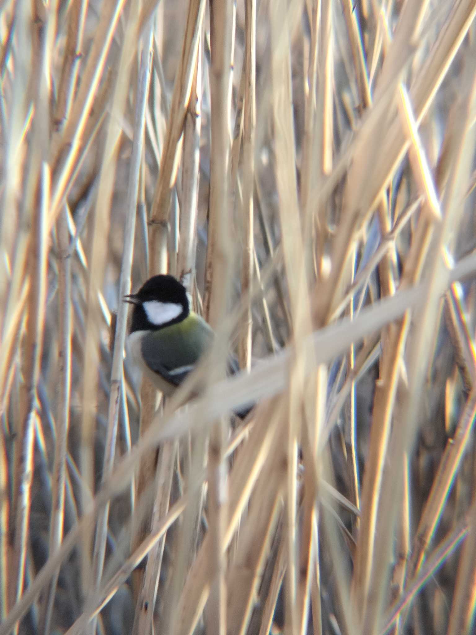 シジュウカラ