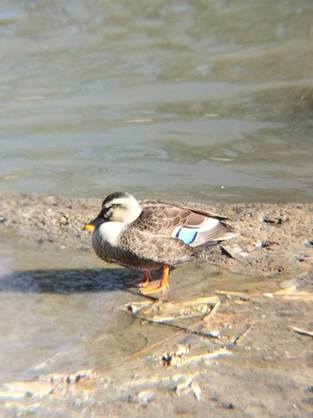 Sat, 1/27/2024 Birding report at 関沼 鴨川沿い