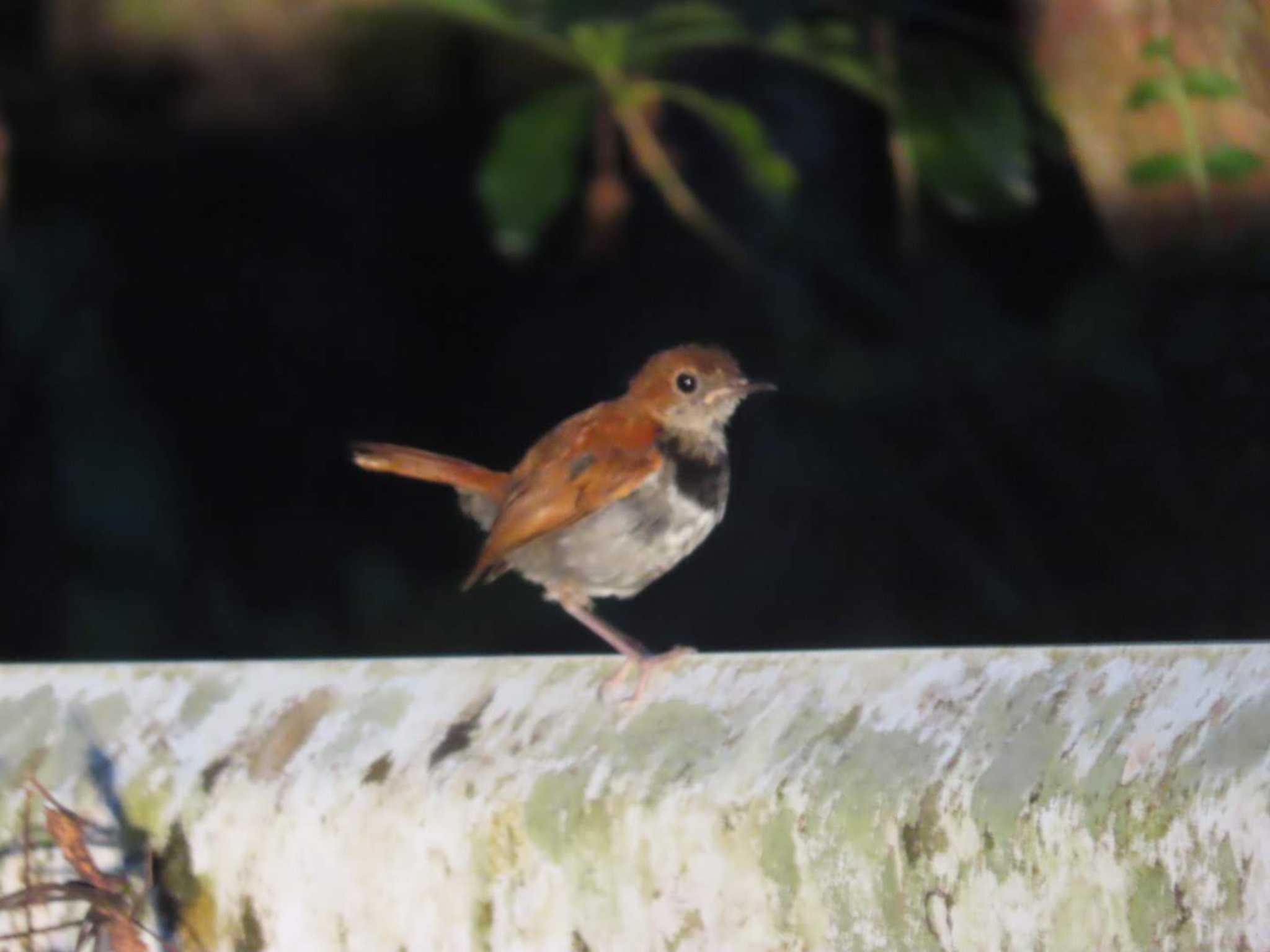 Photo of Okinawa Robin at Kunigamison by 生き物好きのY