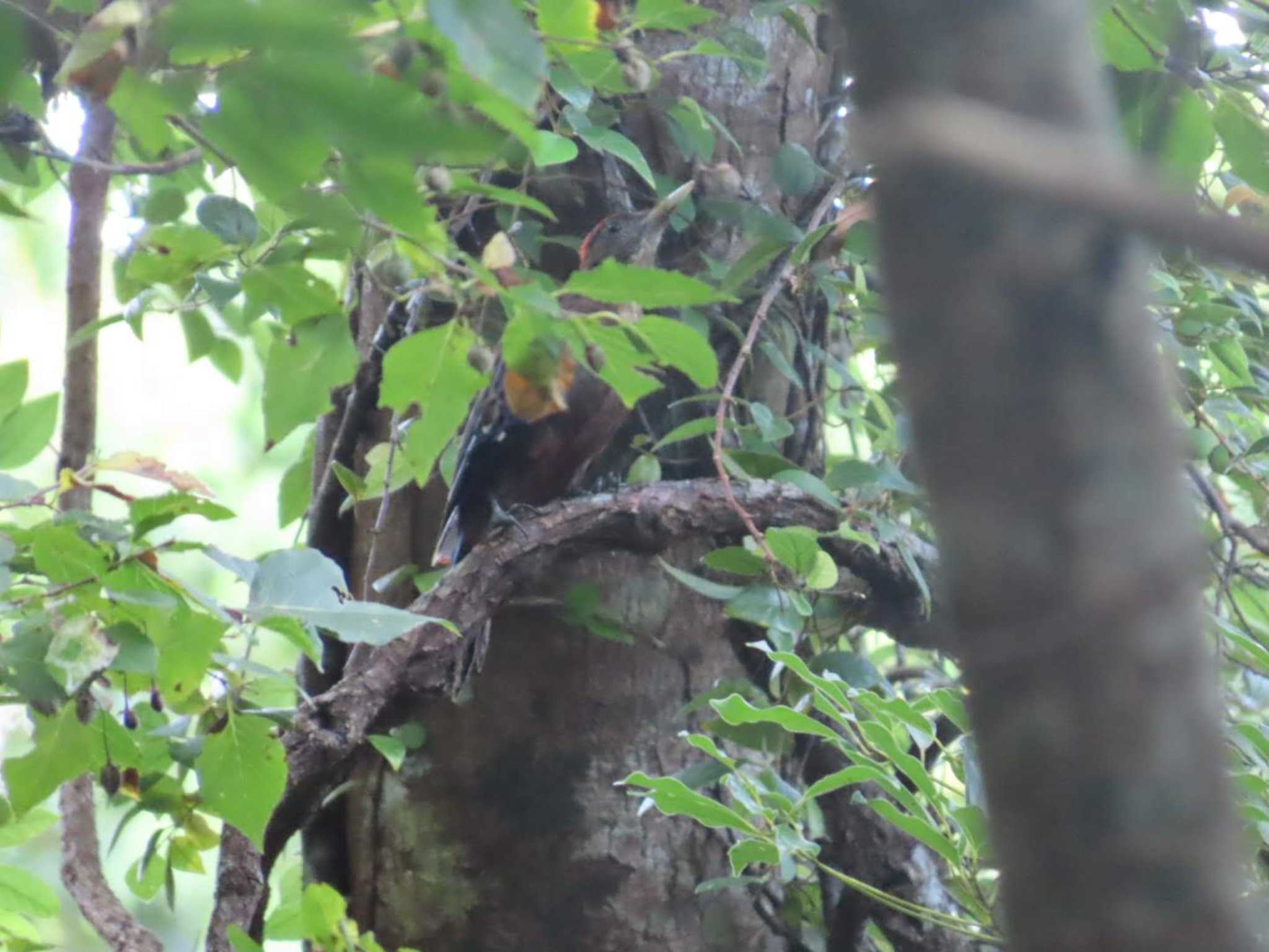 Photo of Okinawa Woodpecker at Kunigamison by 生き物好きのY