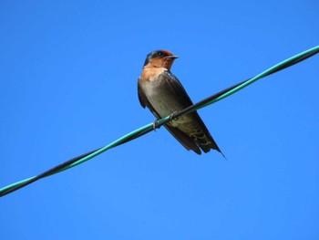 Pacific Swallow Kunigamison Wed, 9/13/2023