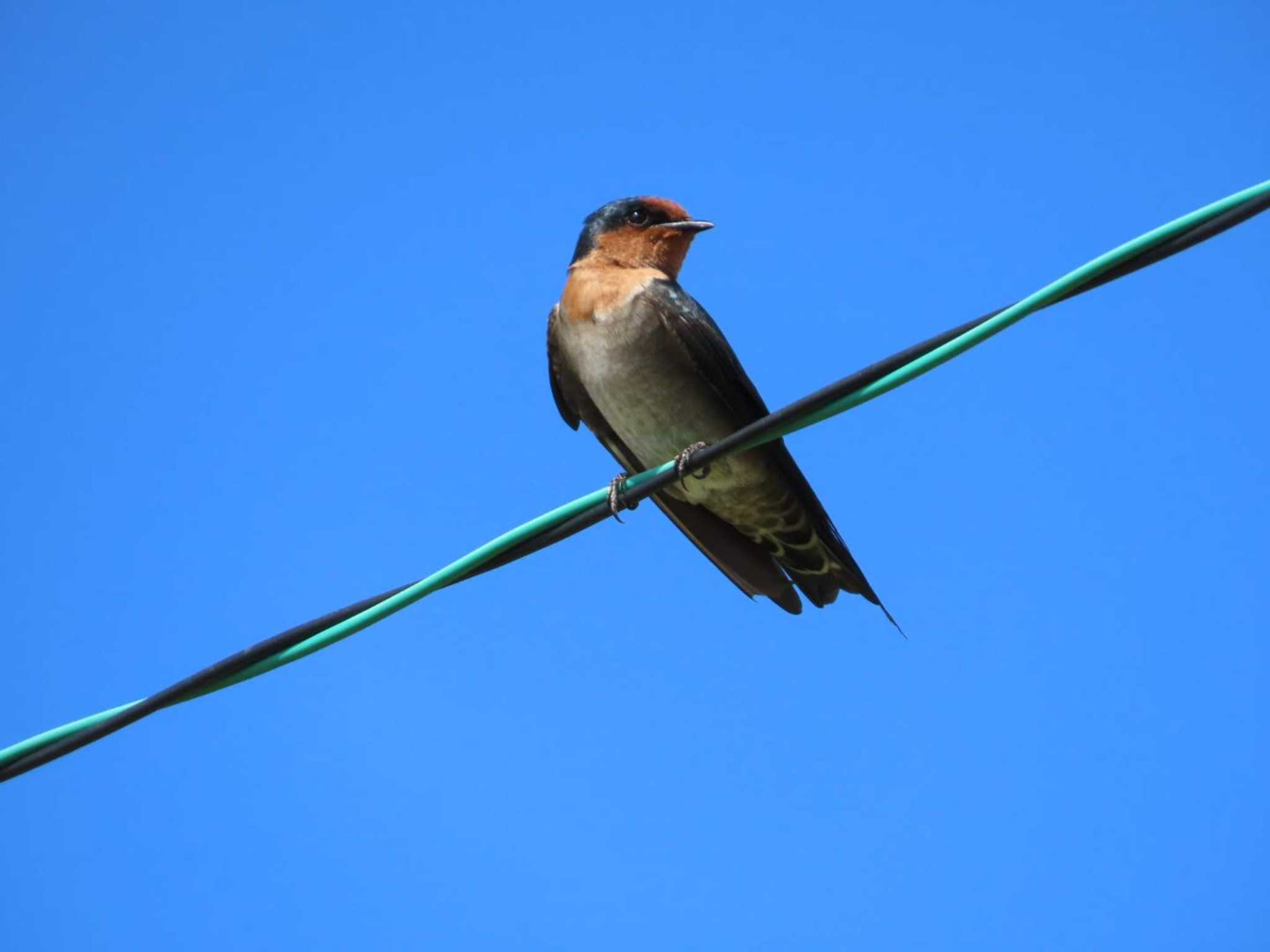 Photo of Pacific Swallow at Kunigamison by 生き物好きのY