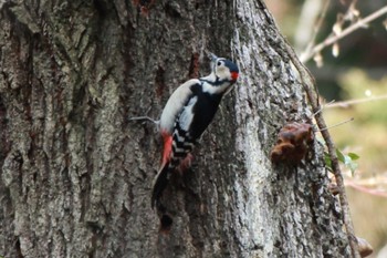 Great Spotted Woodpecker 大町自然観察園 Sun, 1/28/2024