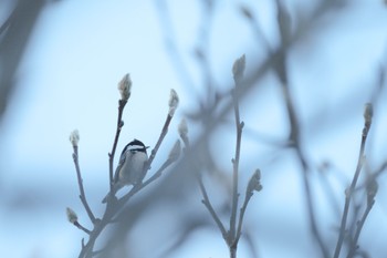 Sun, 1/28/2024 Birding report at Miharashi Park(Hakodate)