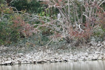 2018年11月14日(水) 昆陽池公園の野鳥観察記録