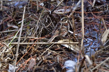 2024年1月24日(水) 舞岡公園の野鳥観察記録