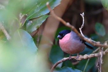 ウソ 舞岡公園 2024年1月24日(水)