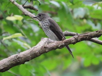 Grey-streaked Flycatcher 権現山(弘法山公園) Sat, 9/30/2023