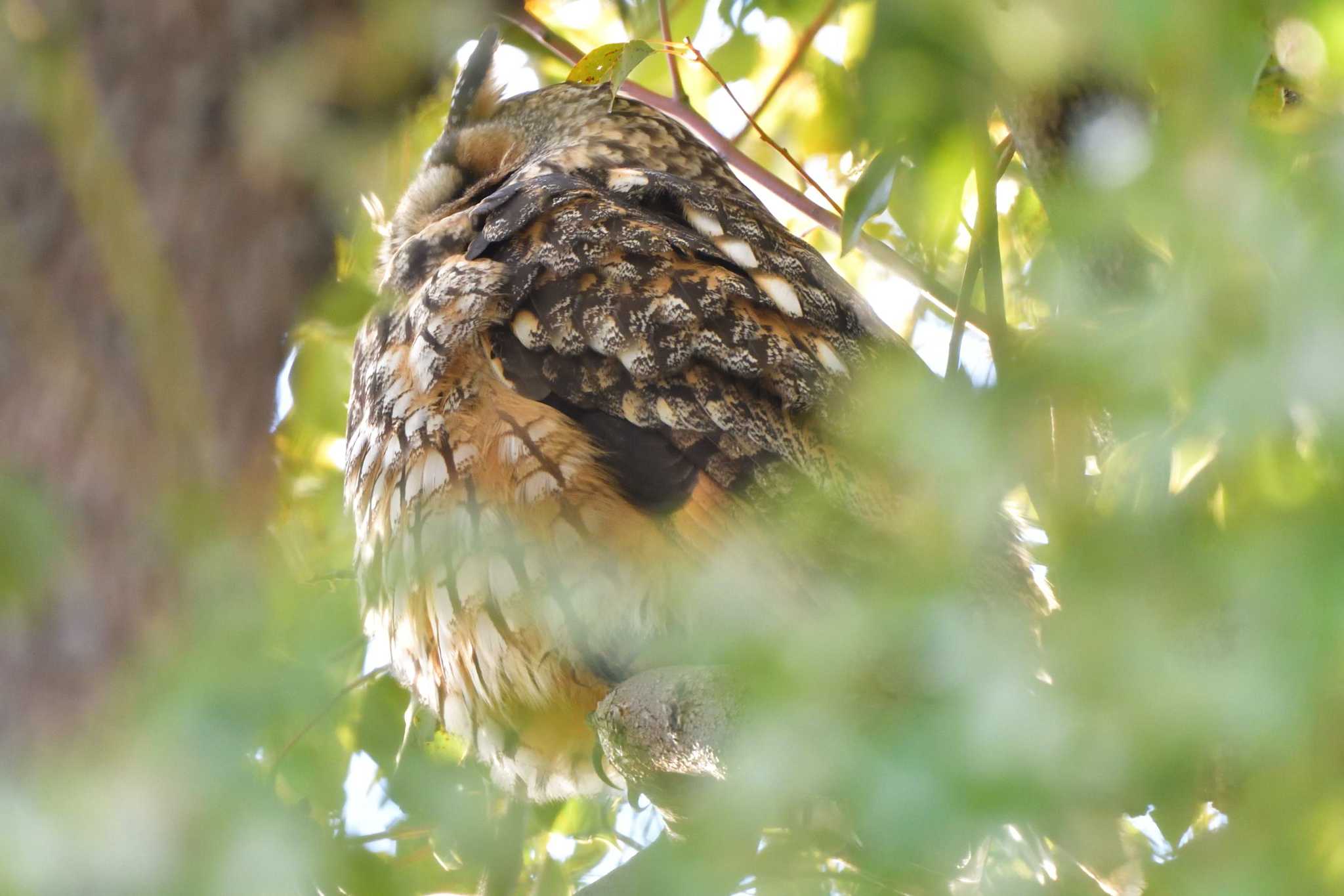 Photo of Long-eared Owl at 中里公園(寒川町) by やなさん