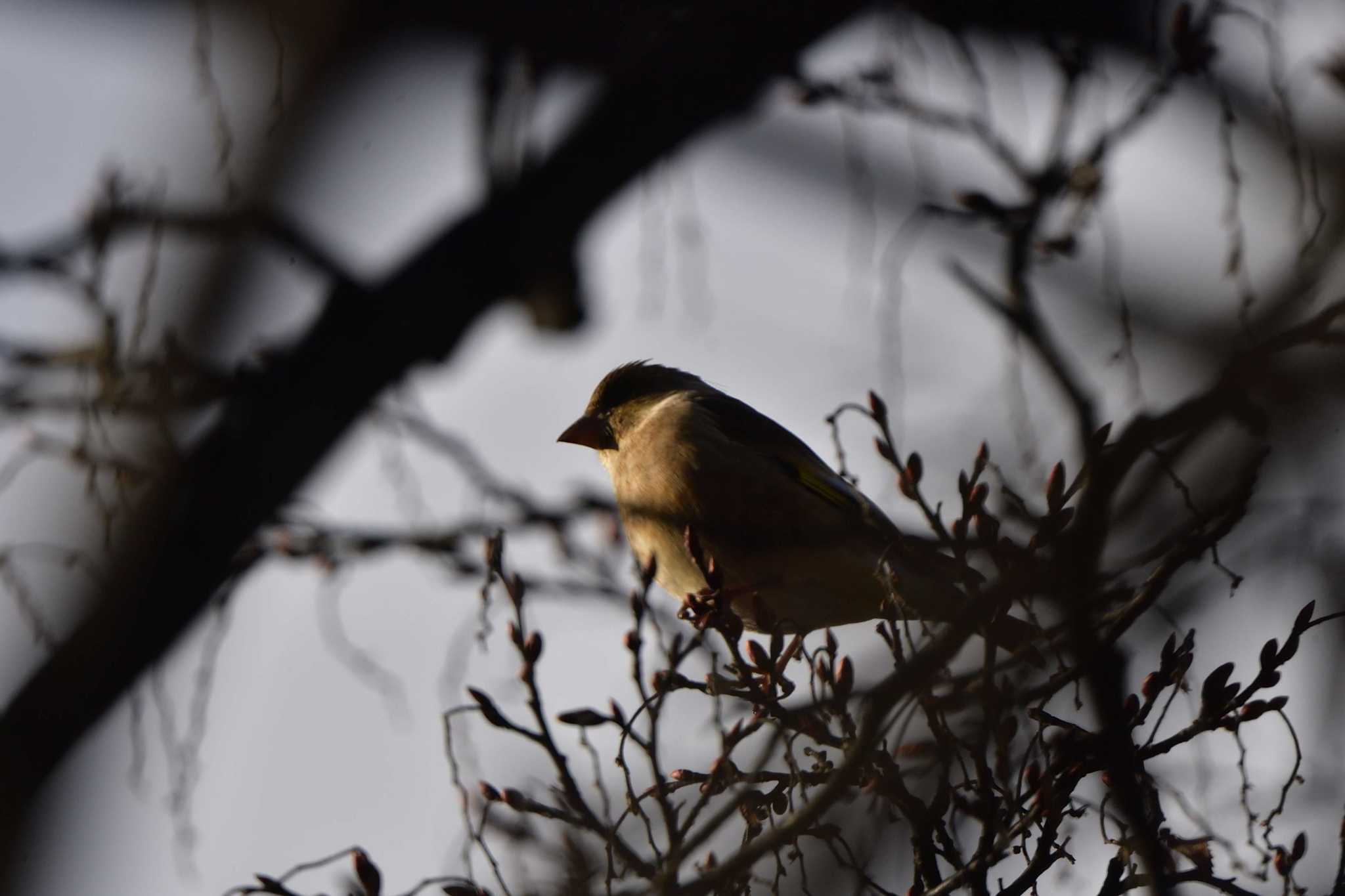 Grey-capped Greenfinch