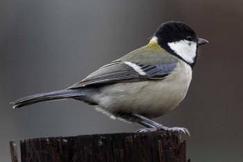 シジュウカラ 泉の森公園 2024年1月21日(日)