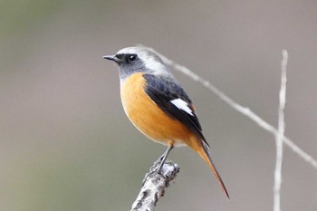 Daurian Redstart 泉の森公園 Sun, 1/7/2024