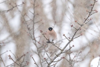 Eurasian Bullfinch 大沼公園(北海道七飯町) Wed, 1/24/2024