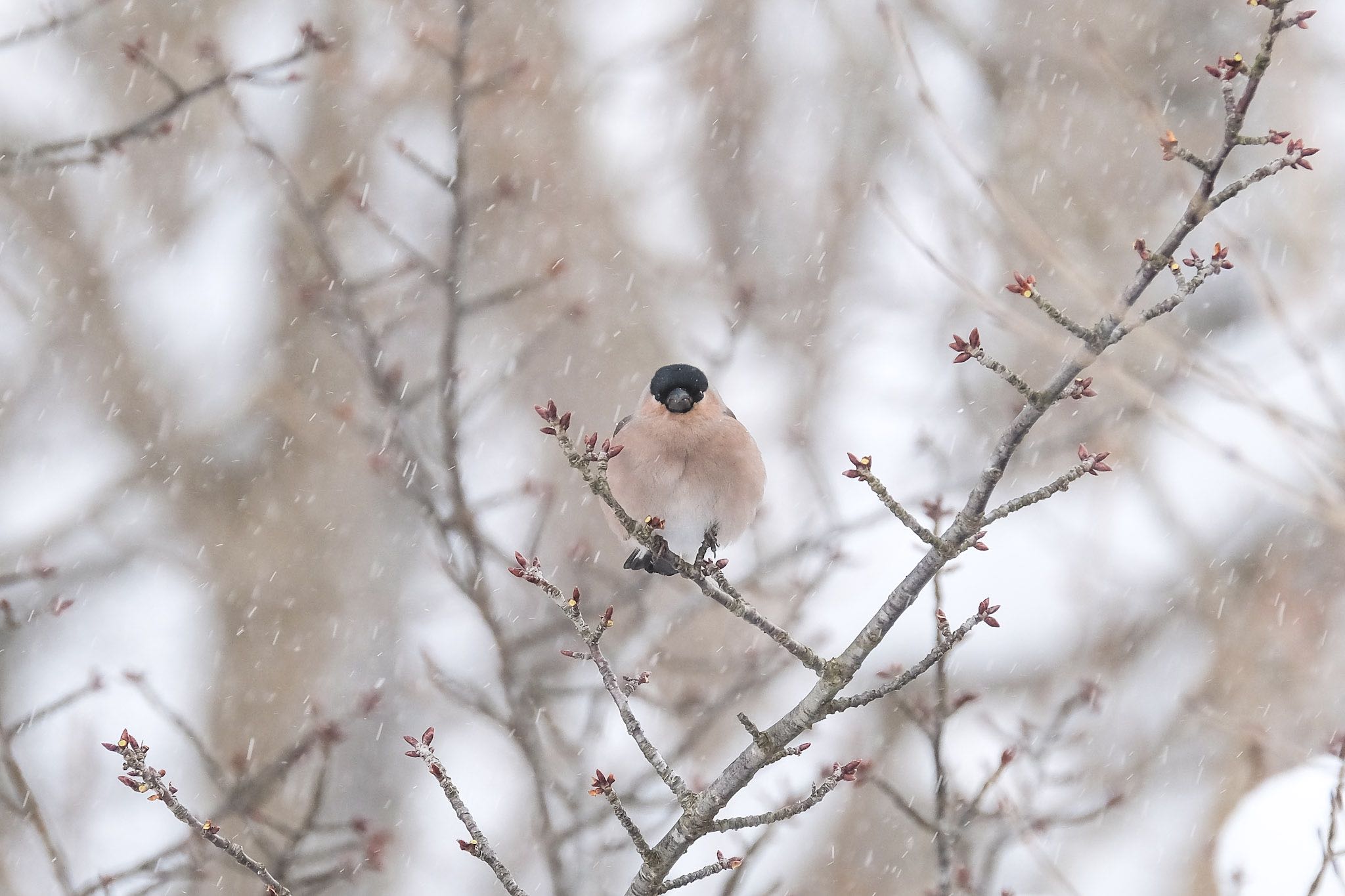 Photo of Eurasian Bullfinch at 大沼公園(北海道七飯町) by aka13554