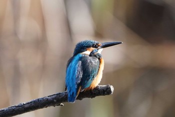 カワセミ 泉の森公園 2023年12月16日(土)