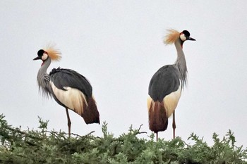 ホオジロカンムリヅル アンボセリ国立公園 2024年1月1日(月)