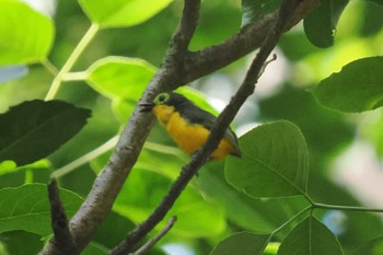 Yellow-bellied Wattle-eye Amboseli National Park Tue, 1/2/2024