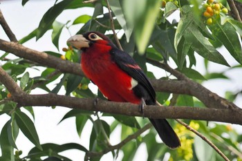 Double-toothed Barbet Amboseli National Park Wed, 1/3/2024