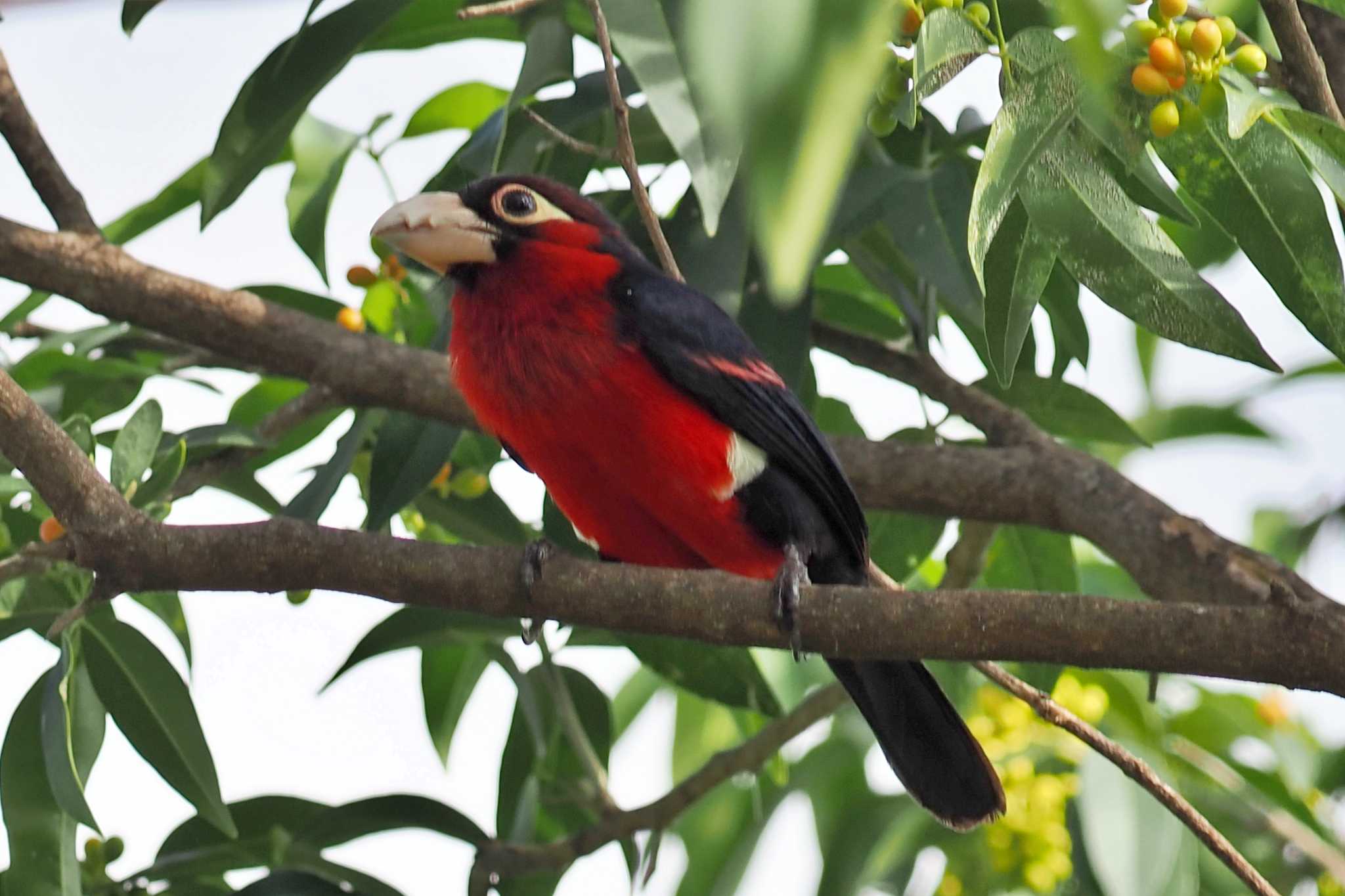 Photo of Double-toothed Barbet at Amboseli National Park by 藤原奏冥