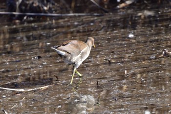 2024年1月26日(金) 今田遊水地の野鳥観察記録