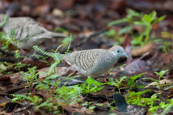 Zebra Dove Singapore Botanic Gardens Sun, 1/21/2024