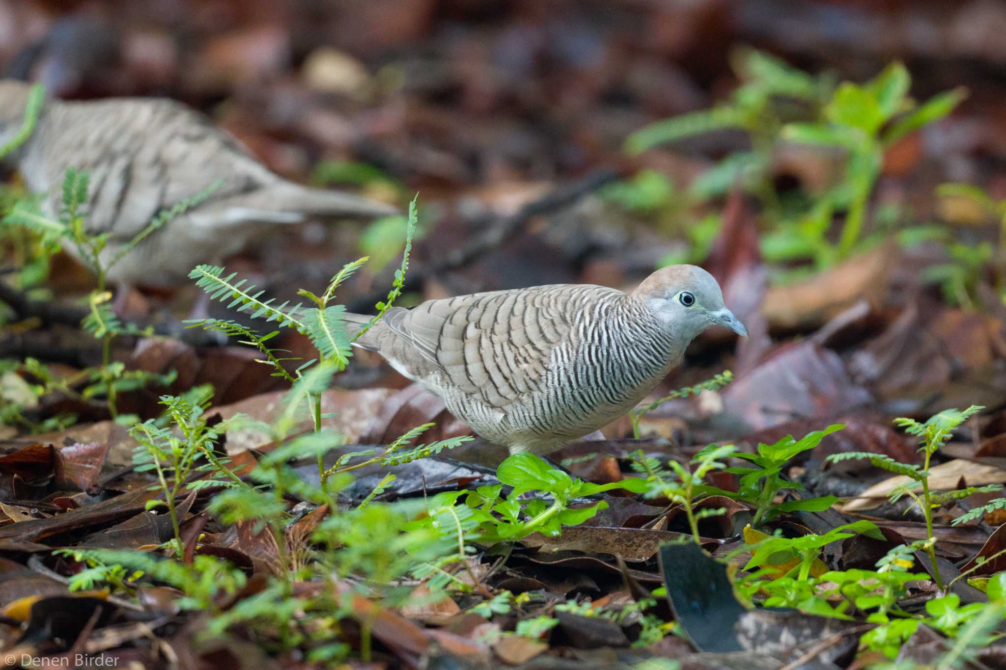 Photo of Zebra Dove at Singapore Botanic Gardens by 田園Birder