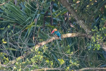 Stork-billed Kingfisher Singapore Botanic Gardens Sun, 1/21/2024