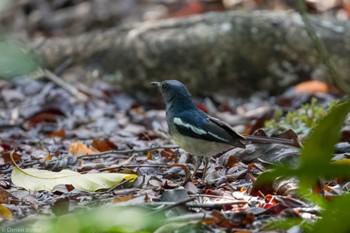 Oriental Magpie-Robin Singapore Botanic Gardens Sun, 1/21/2024