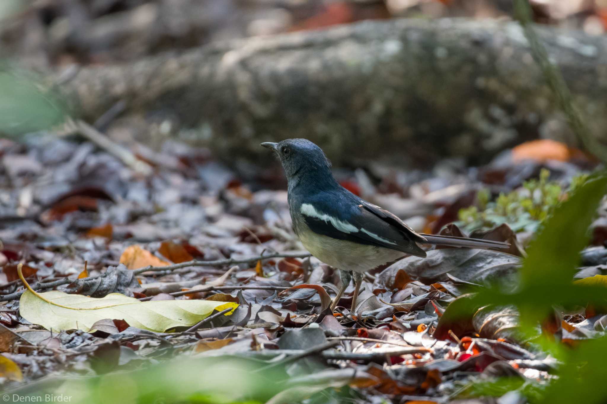 Photo of Oriental Magpie-Robin at Singapore Botanic Gardens by 田園Birder