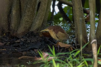 オオヨシゴイ シンガポール植物園 2024年1月21日(日)