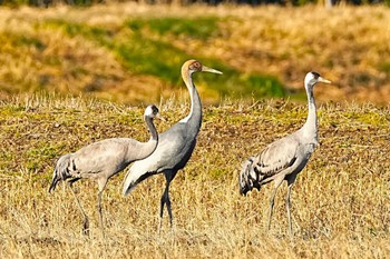 Common Crane 千葉県 Sat, 1/27/2024