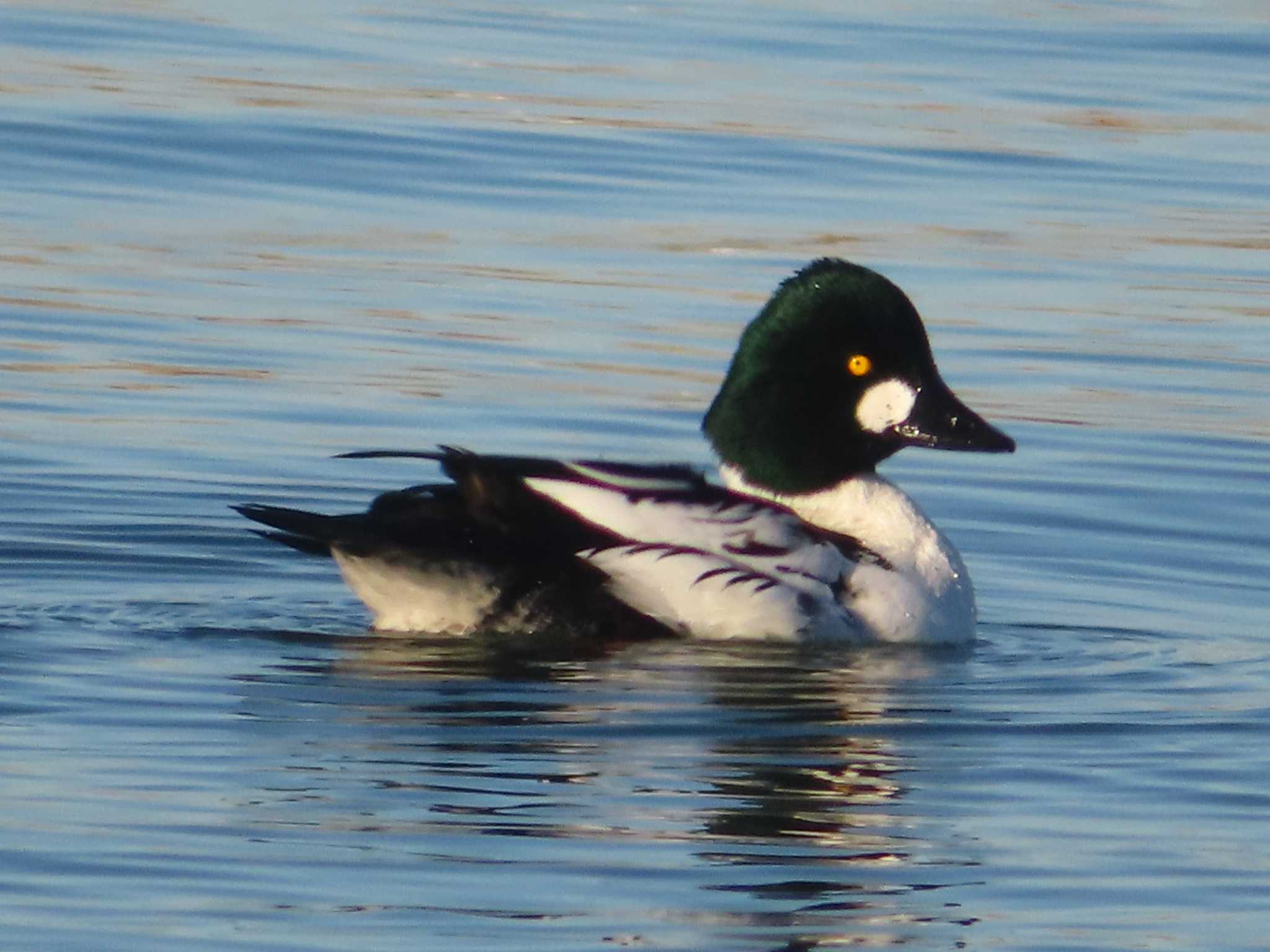 Common Goldeneye