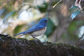 ルリビタキ 片倉城跡公園 2024年1月14日(日)