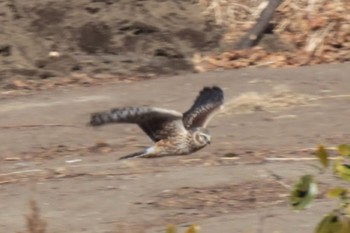 Hen Harrier Unknown Spots Tue, 1/30/2024