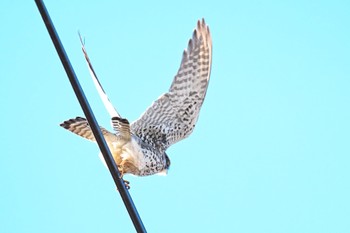 Common Kestrel 大沼(宮城県仙台市) Sat, 1/27/2024