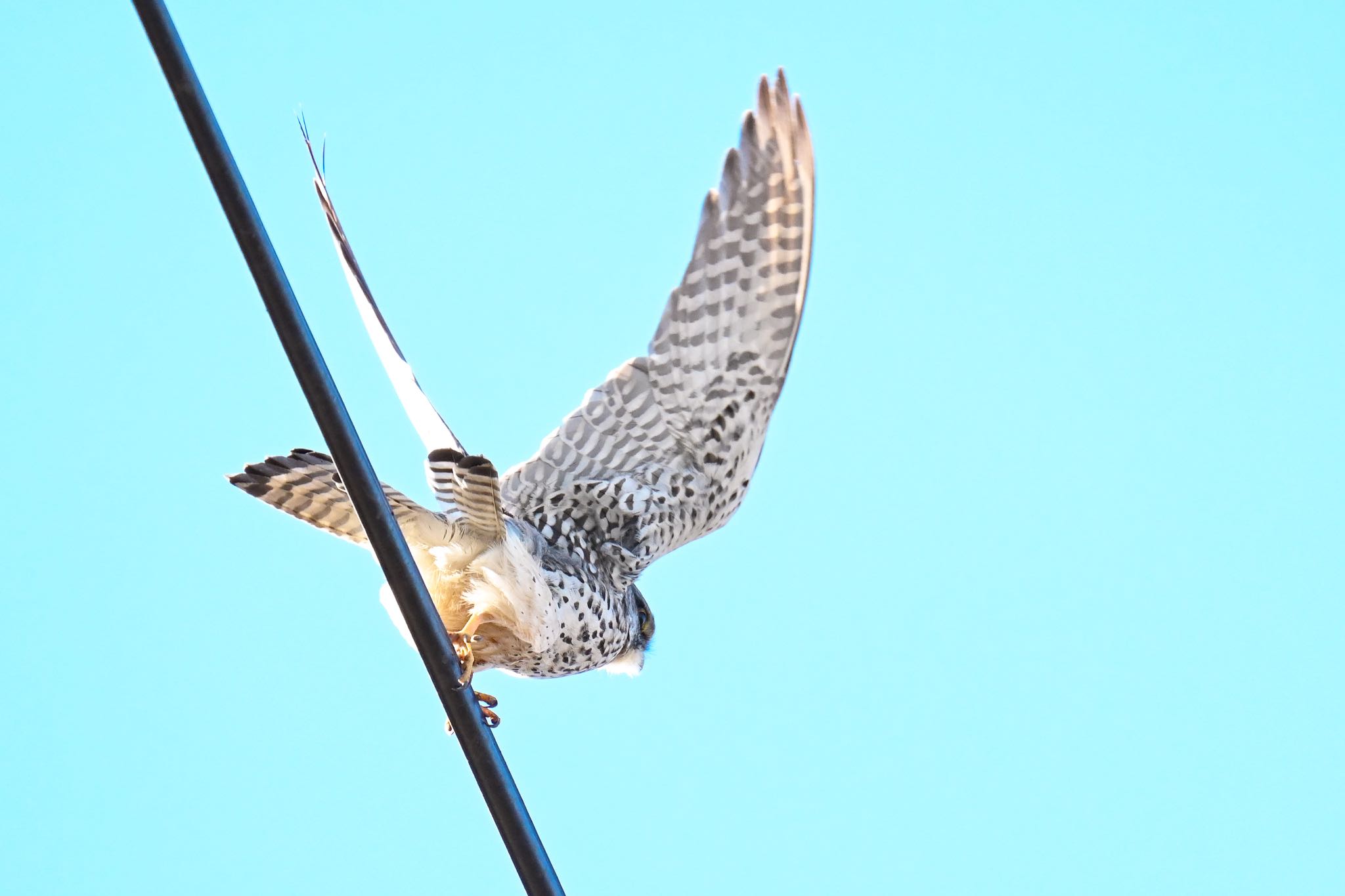 大沼(宮城県仙台市) チョウゲンボウの写真 by ＭＡＲＵ。