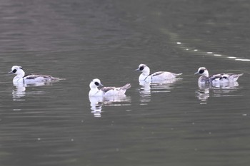 ミコアイサ 明石公園 2023年12月31日(日)