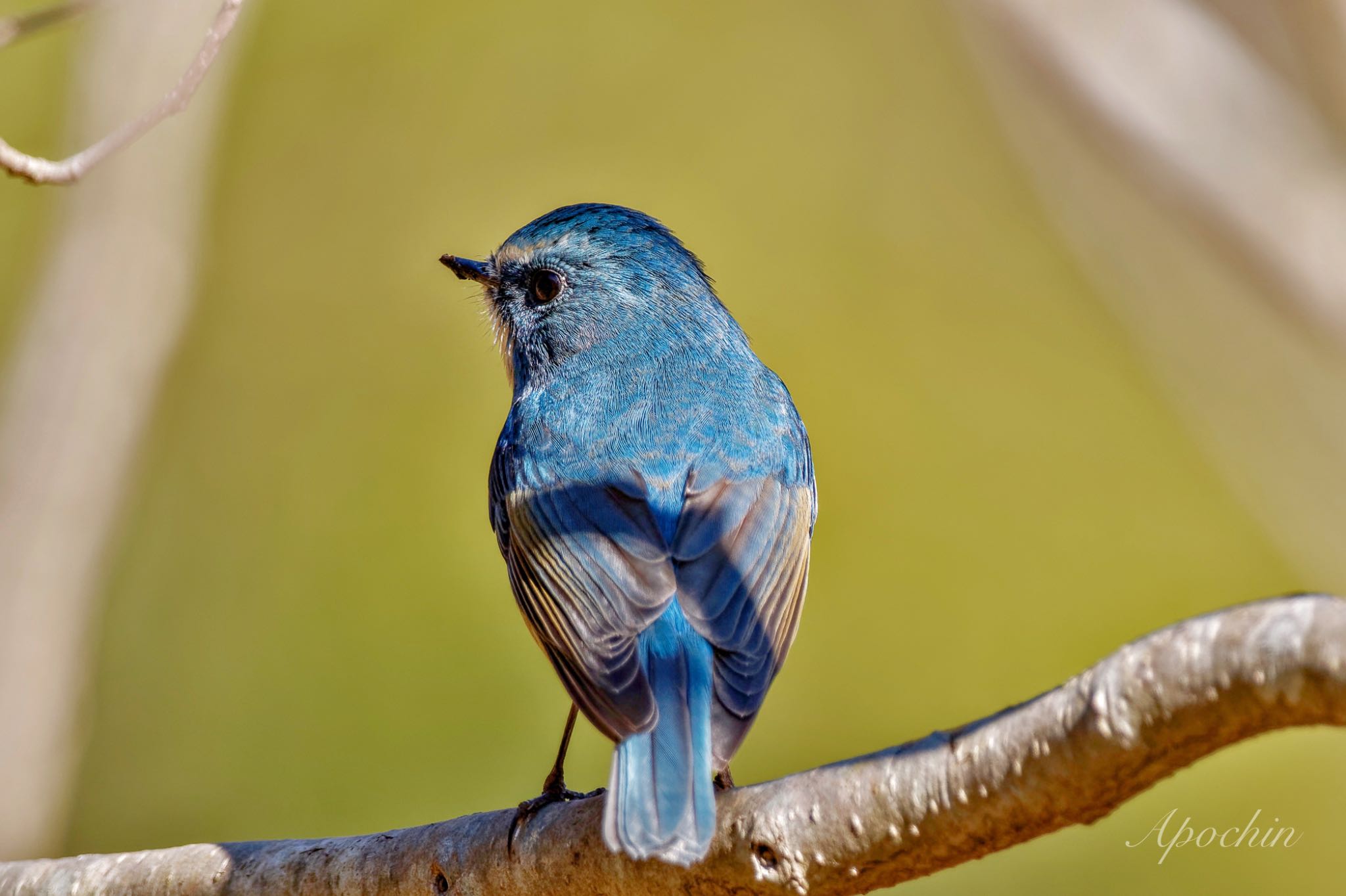 Red-flanked Bluetail