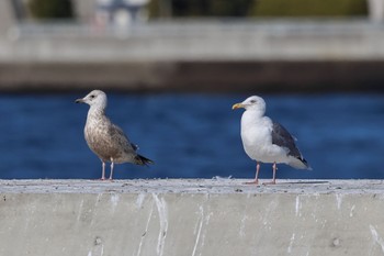 オオセグロカモメ 銚子港 2024年1月27日(土)