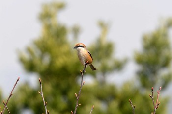 2018年3月26日(月) 加木屋緑地の野鳥観察記録