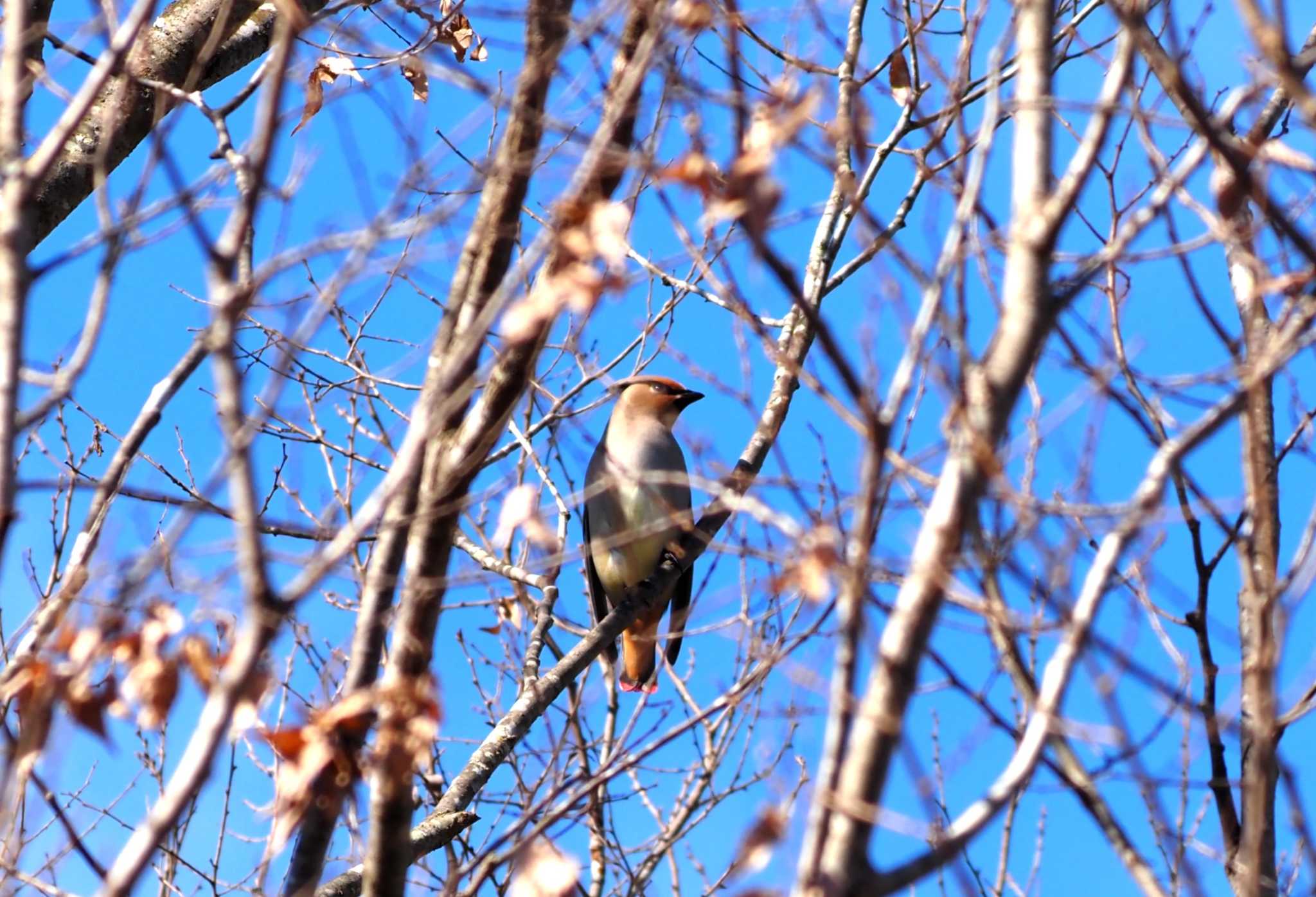 Photo of Japanese Waxwing at 妙見山 by マル