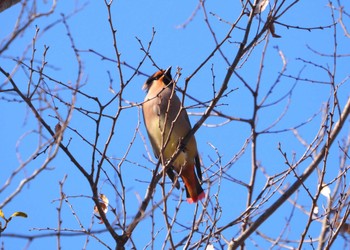 Japanese Waxwing 妙見山 Tue, 1/30/2024