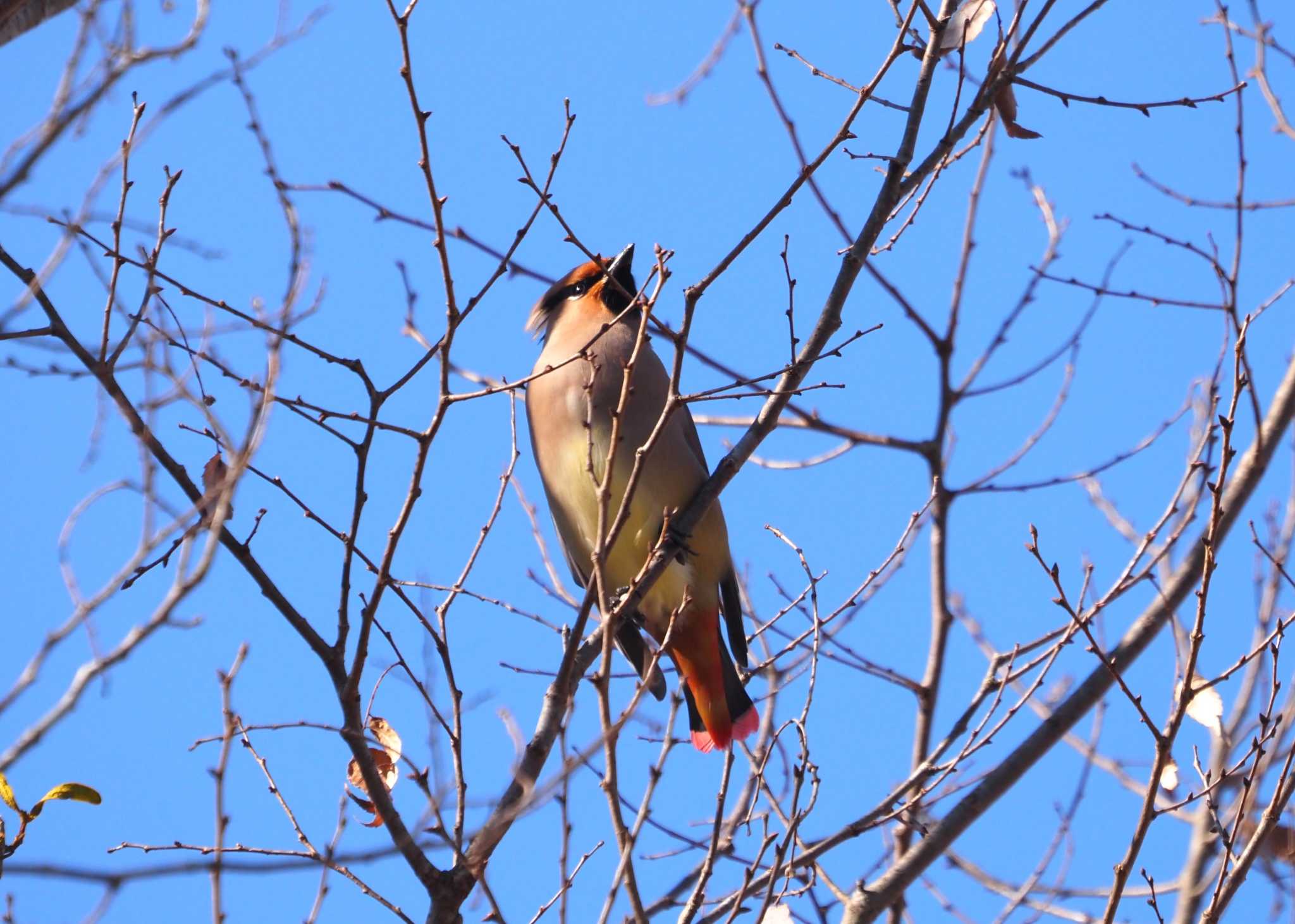 Photo of Japanese Waxwing at 妙見山 by マル