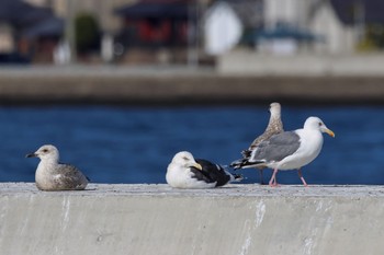 セグロカモメ 銚子港 2024年1月27日(土)