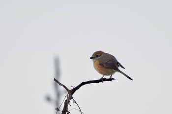 Bull-headed Shrike 職場@sekimoto Tue, 1/30/2024