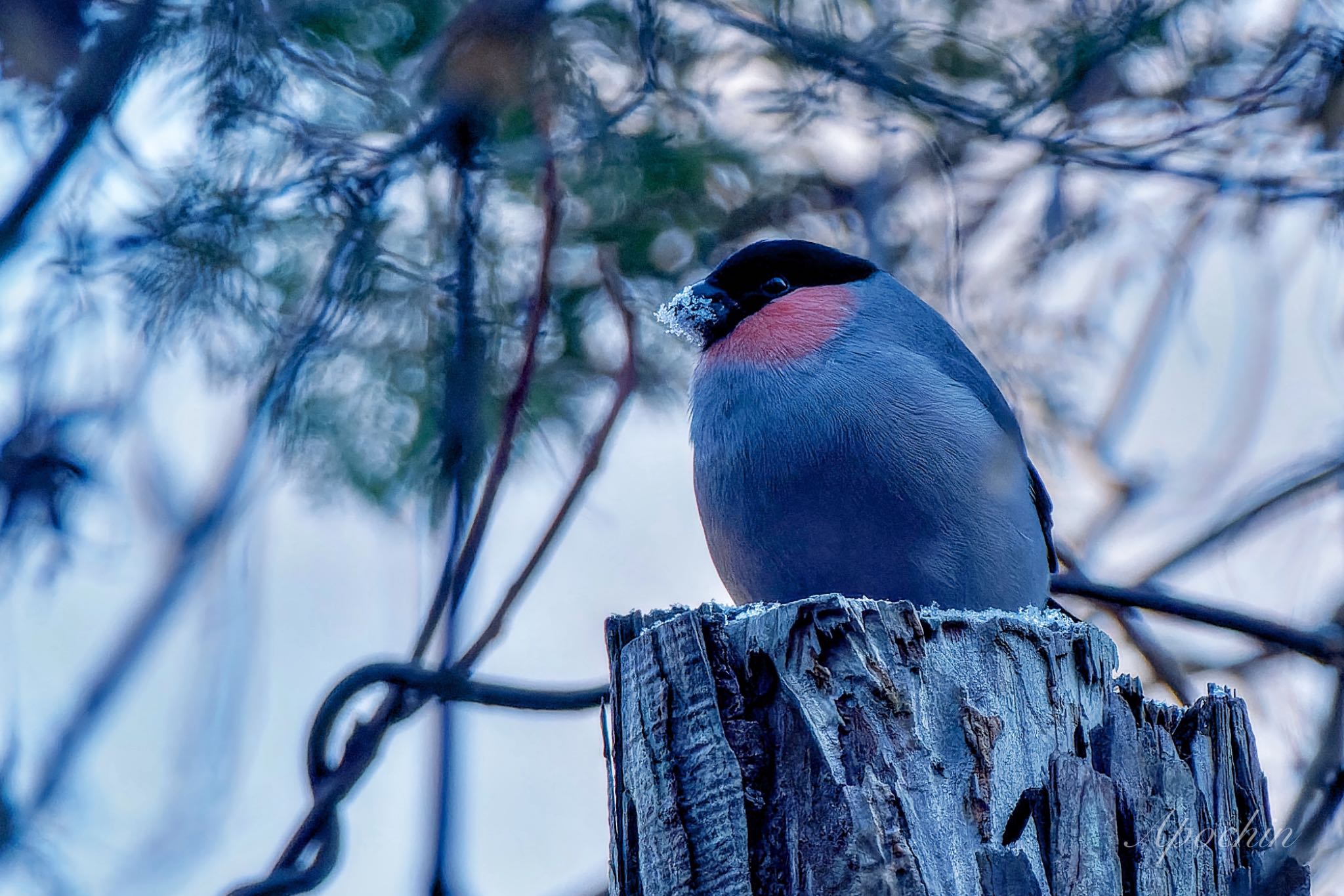 Eurasian Bullfinch